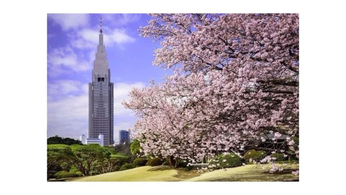 cong-vien-shinjuku-gyoen